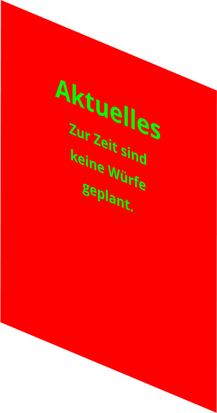 Aktuelles Zur Zeit sind keine Würfe  geplant.